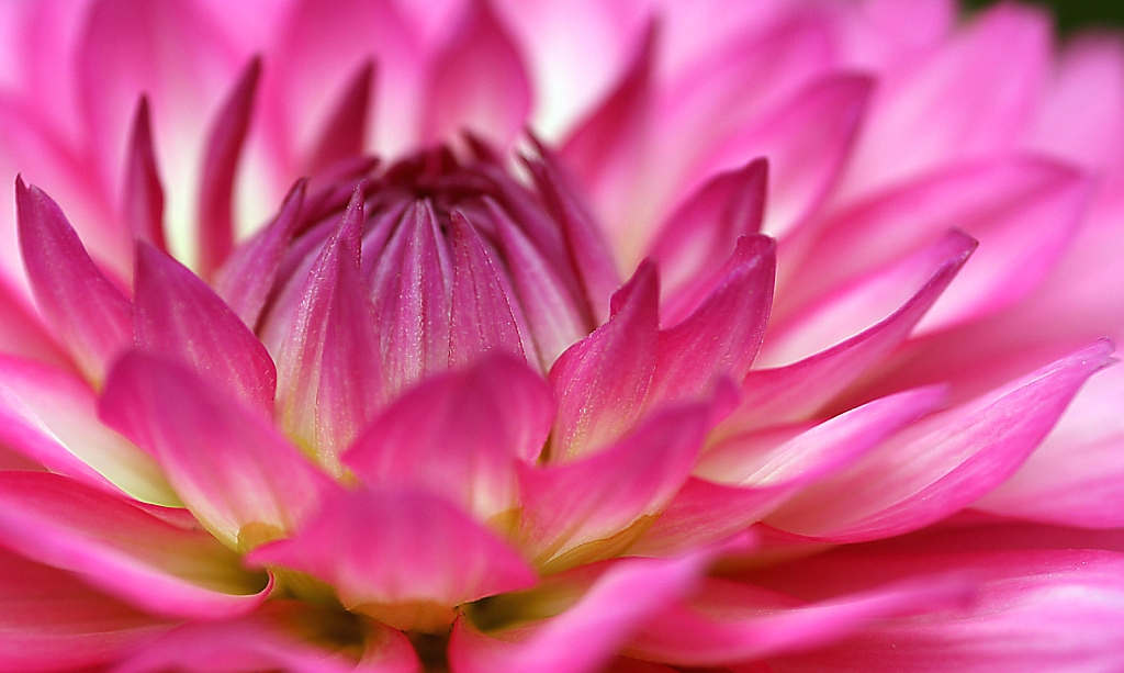 dahlia detail