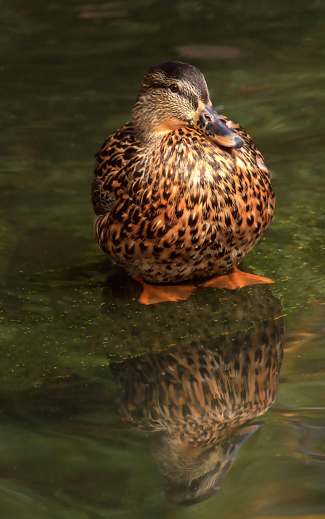 Chubby Duck