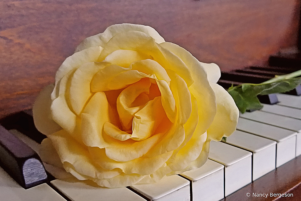 Yellow Rose