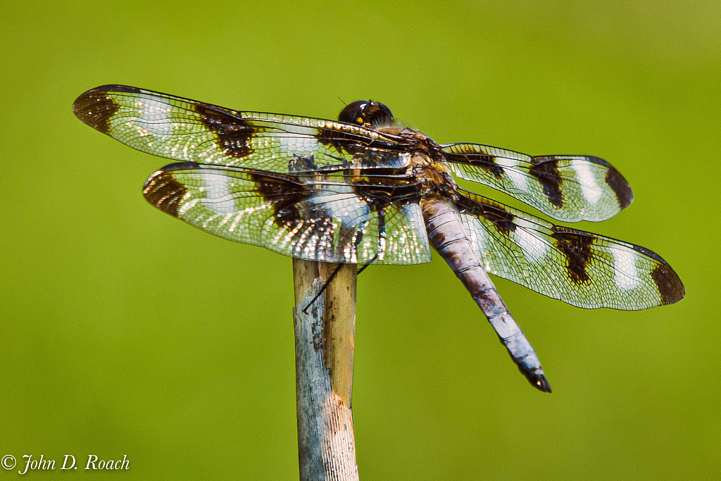 Dragon Fly - ID: 15966606 © John D. Roach