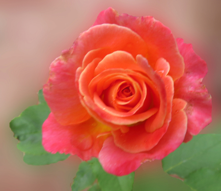 Pretty Rose