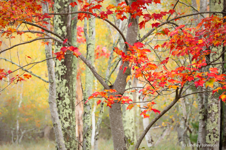 Red Leaves in Acadia