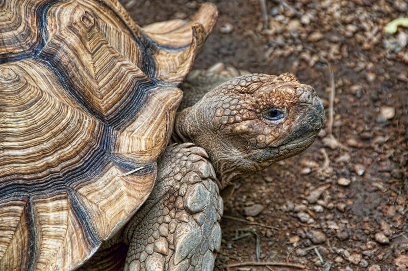 No Need for Speed - ID: 15966894 © Kelley J. Heffelfinger