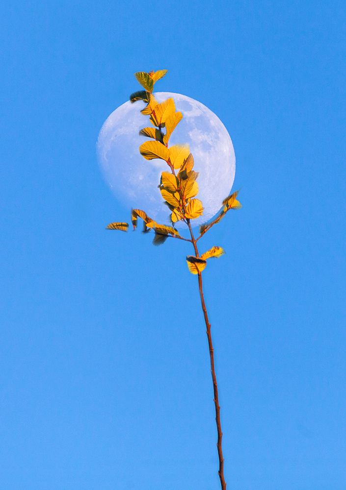 Autumn Moon - ID: 15966895 © Jeff Robinson