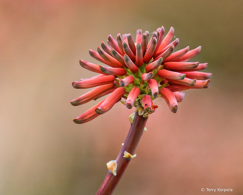 Santa Cruz Botanical Garden