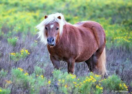 Goldilocks