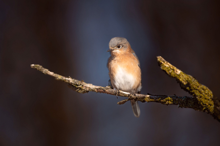 Bluebird on a Branch