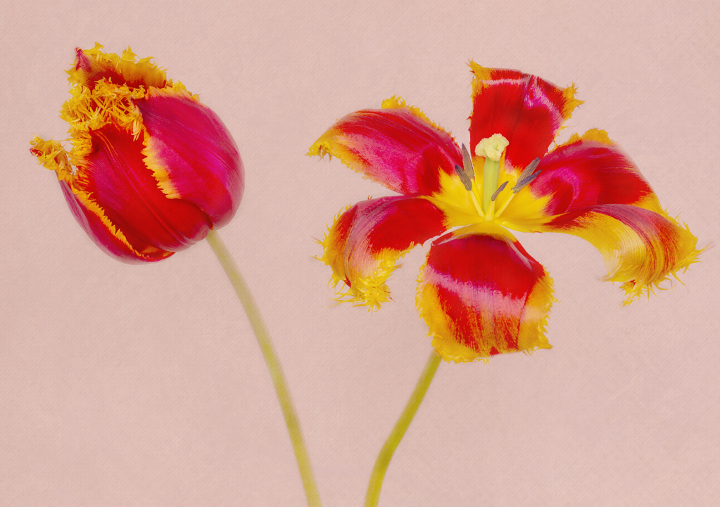 Parrot Tulips