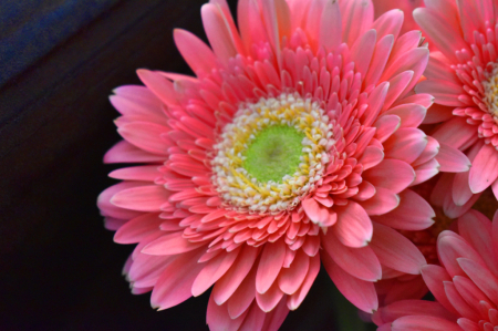 GERBERA