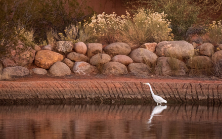 An evening stroll at the pond