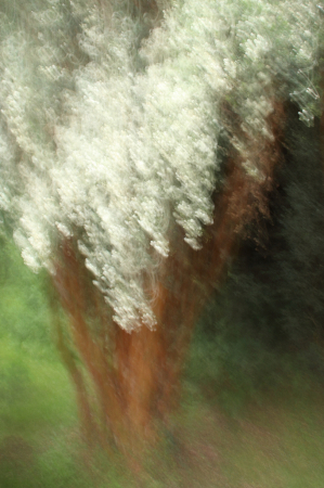 Impressionistic trees: Myrtle with soft light