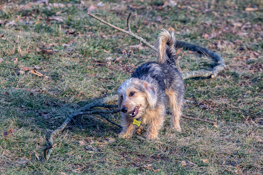 Little Dog, Big Stick 