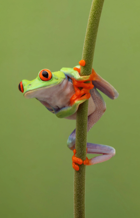 Frog on a Stick