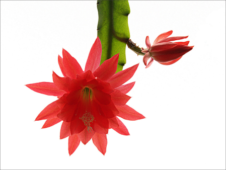 Flowering Orchid Cactus