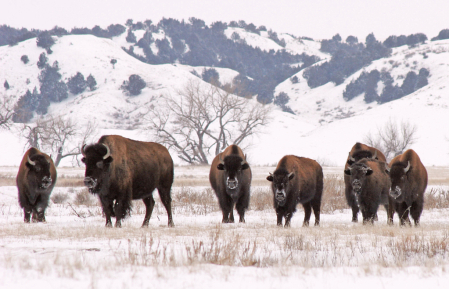 buffalo waiting