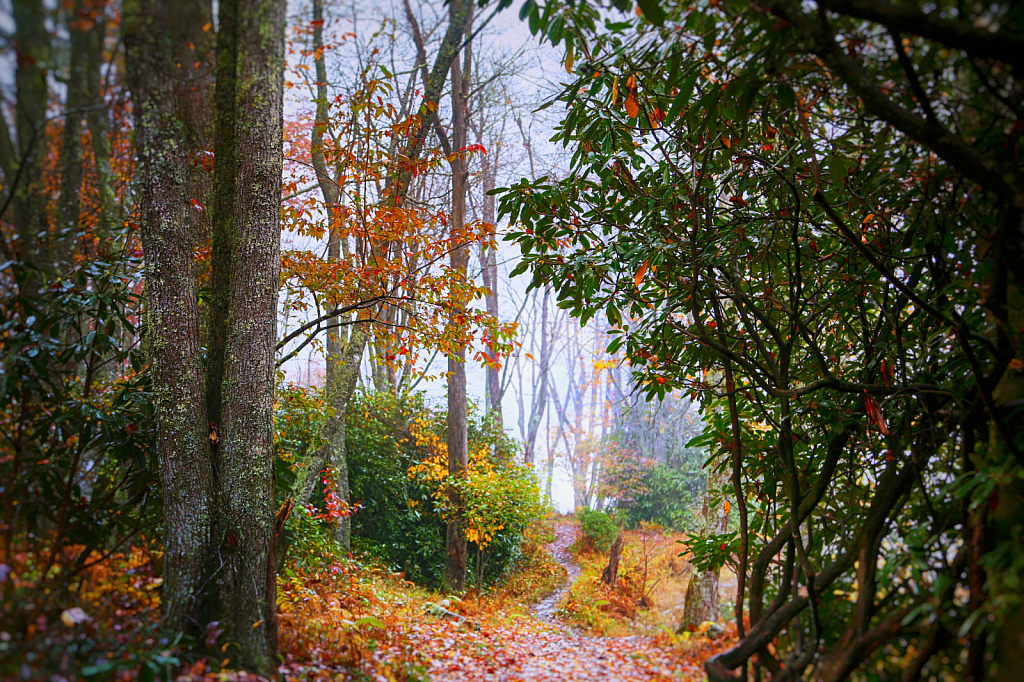 Woodland Trail