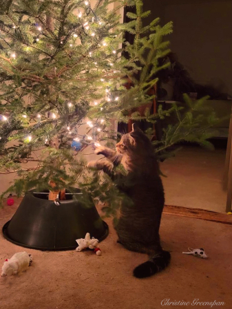 Forget The Ornaments!