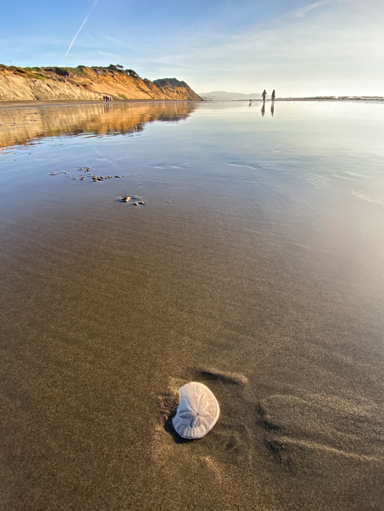 Sand Dollar