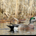 © Danny L. Klauss PhotoID # 15968588: SRR05244