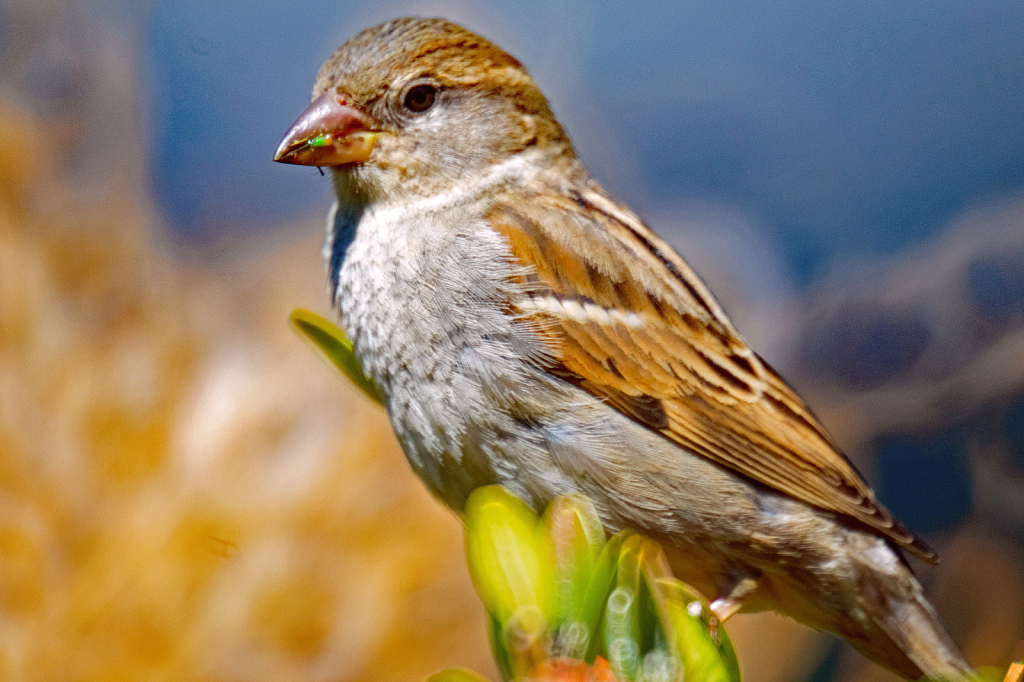 A Portrait of a Sparrow