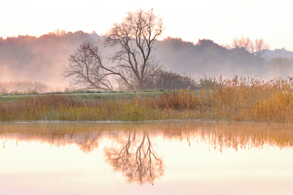 Morning Mist - ID: 15968591 © Lori A. Nevers