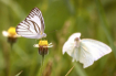 Butterfly Story