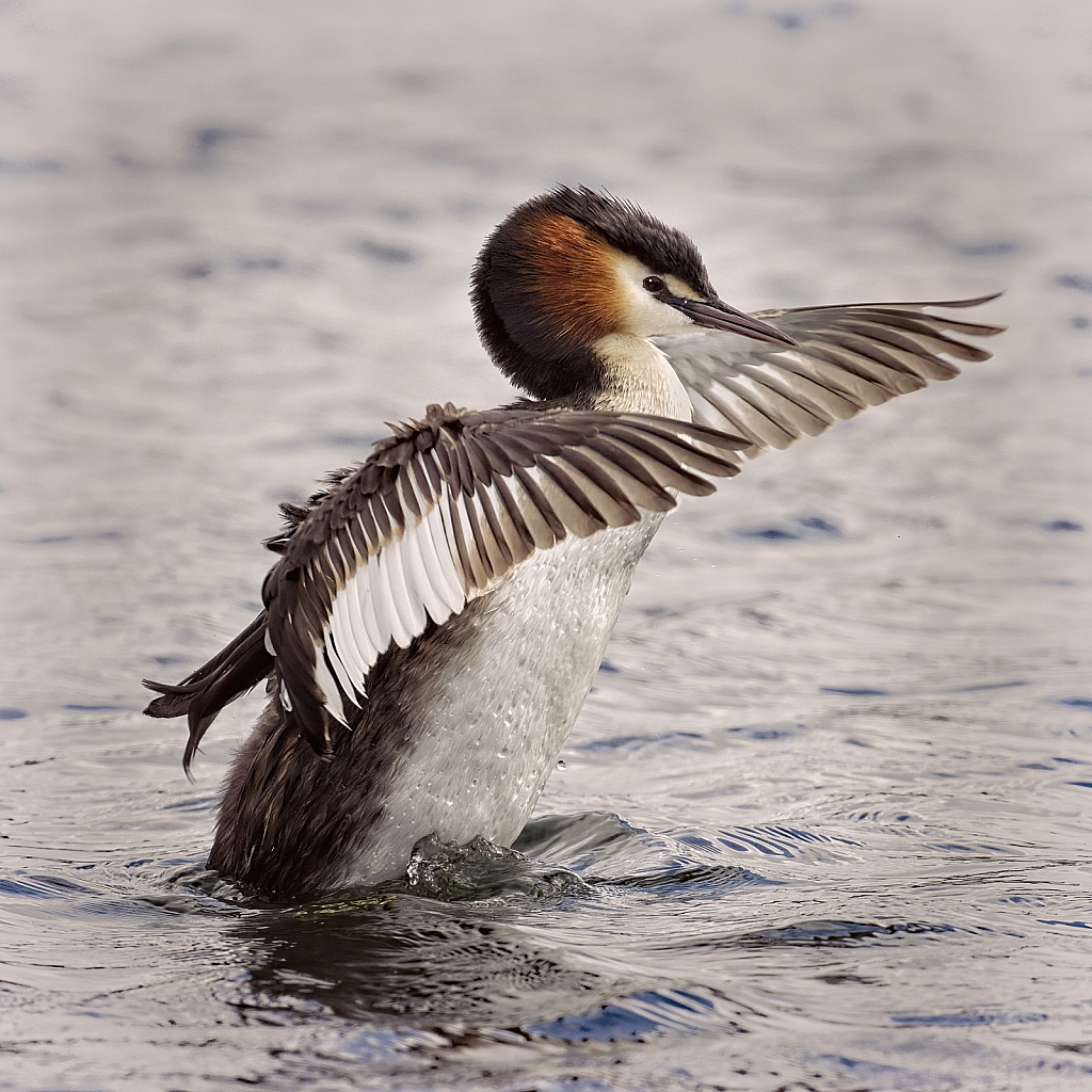 Wing stretch