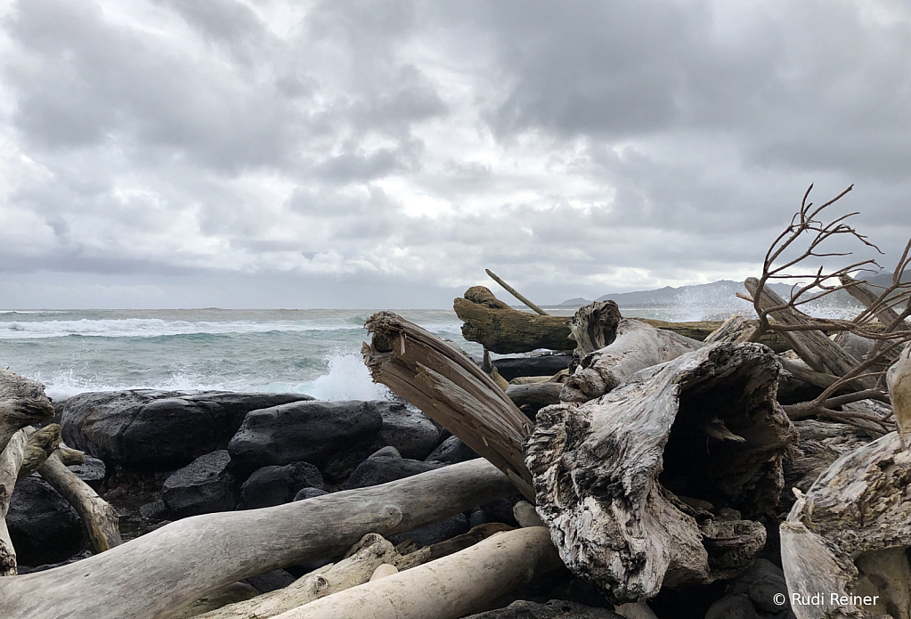 Beach driftwood