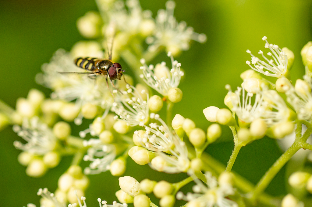 Bee Happy