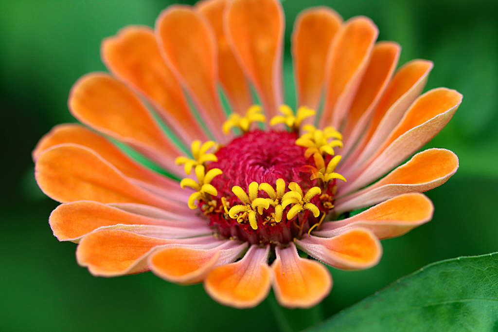 Orange Zinnia