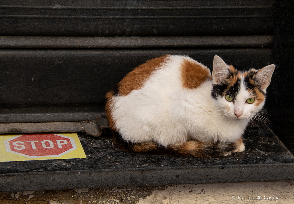 Cat on a Step - ID: 15968765 © Patricia A. Casey