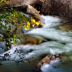 © Susan G. Cohan PhotoID # 15969109: Mountain Stream