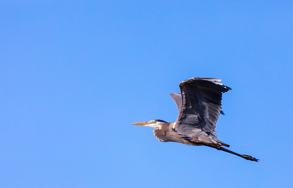 Free As a Bird - ID: 15969449 © Jeff Robinson