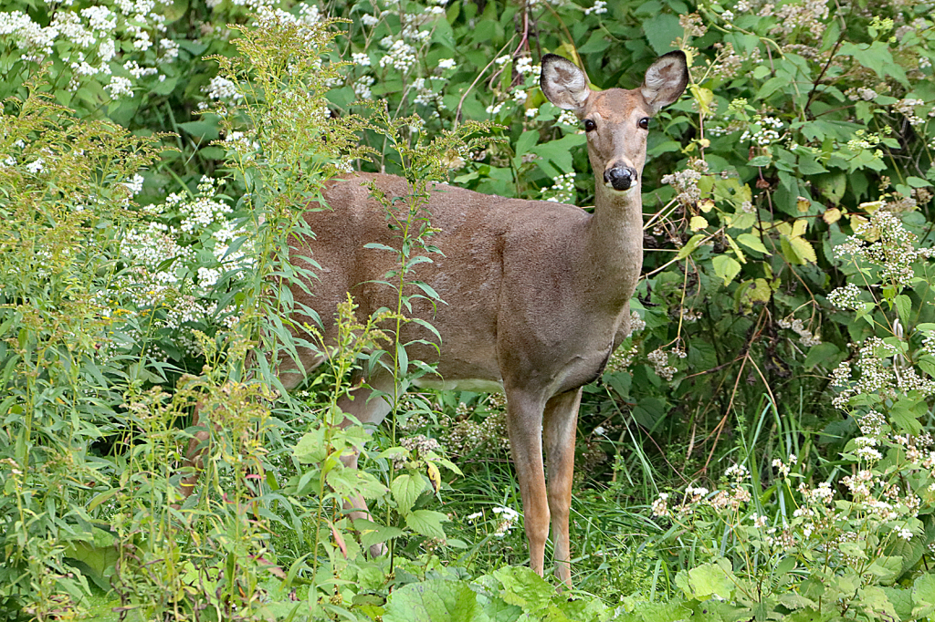 Deer - ID: 15969479 © Lori A. Nevers