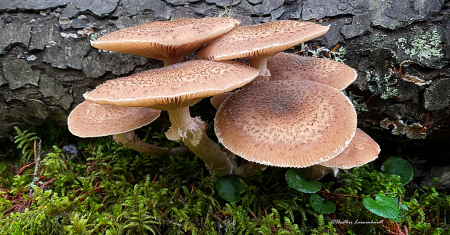 Fungi Family