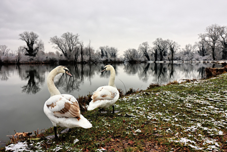 Swans