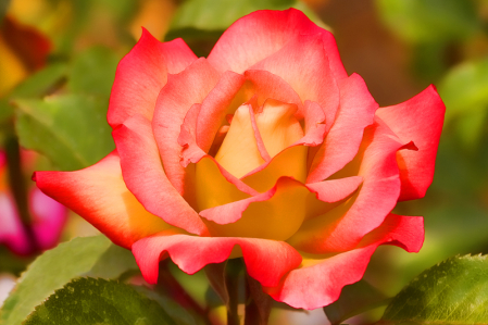 Sunrise Rose