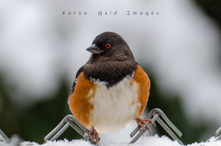 Towhee