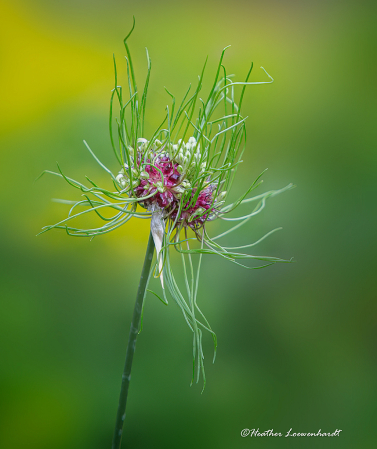 Whimsical Milkweed