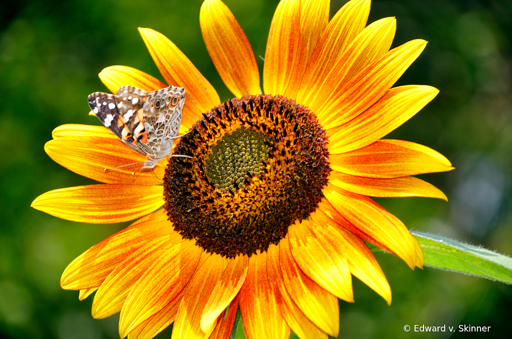 Sunflower and butterfly - ID: 15969777 © Edward v. Skinner