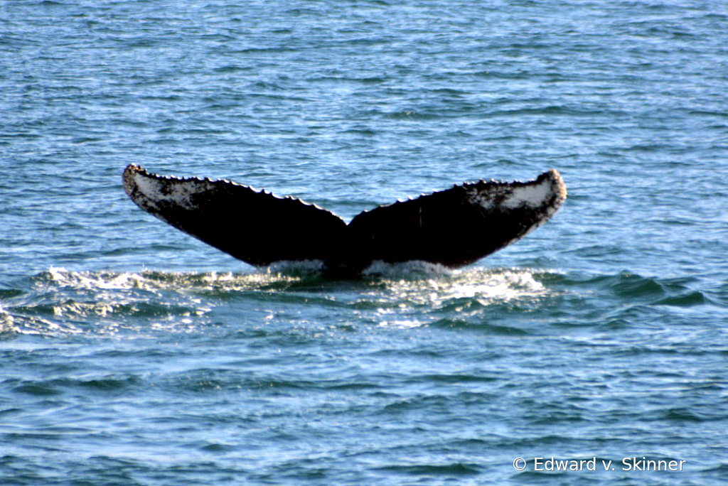 Whale tail - ID: 15969794 © Edward v. Skinner