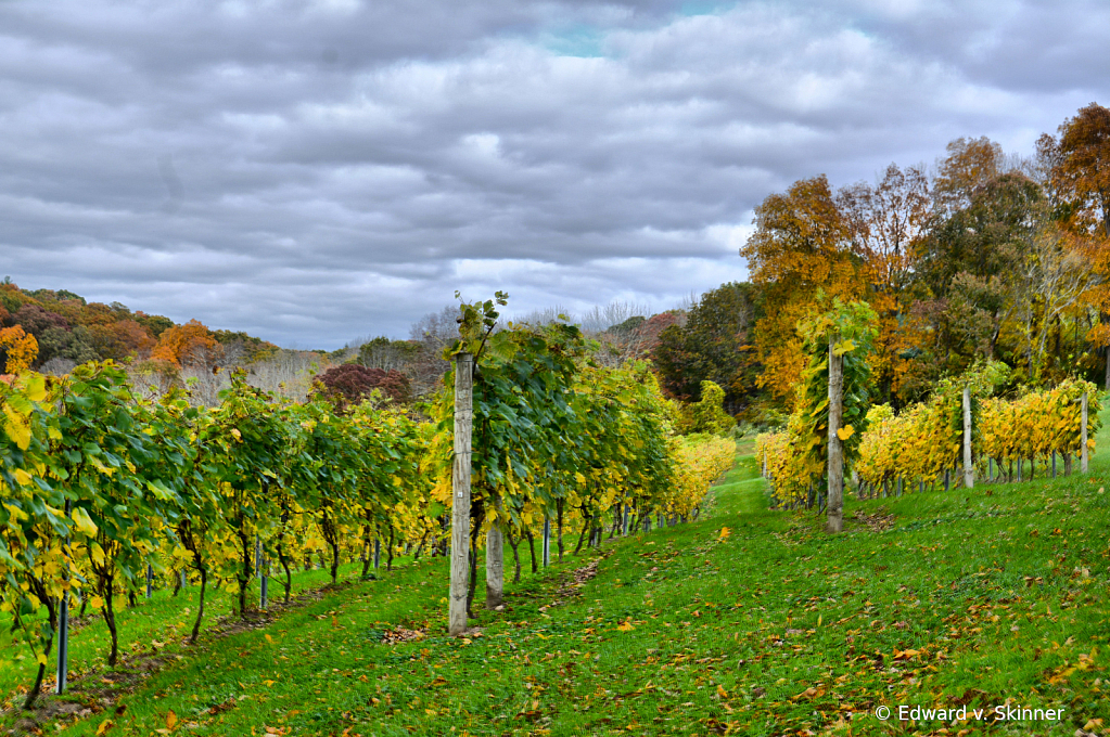 Vineyard in October - ID: 15969795 © Edward v. Skinner