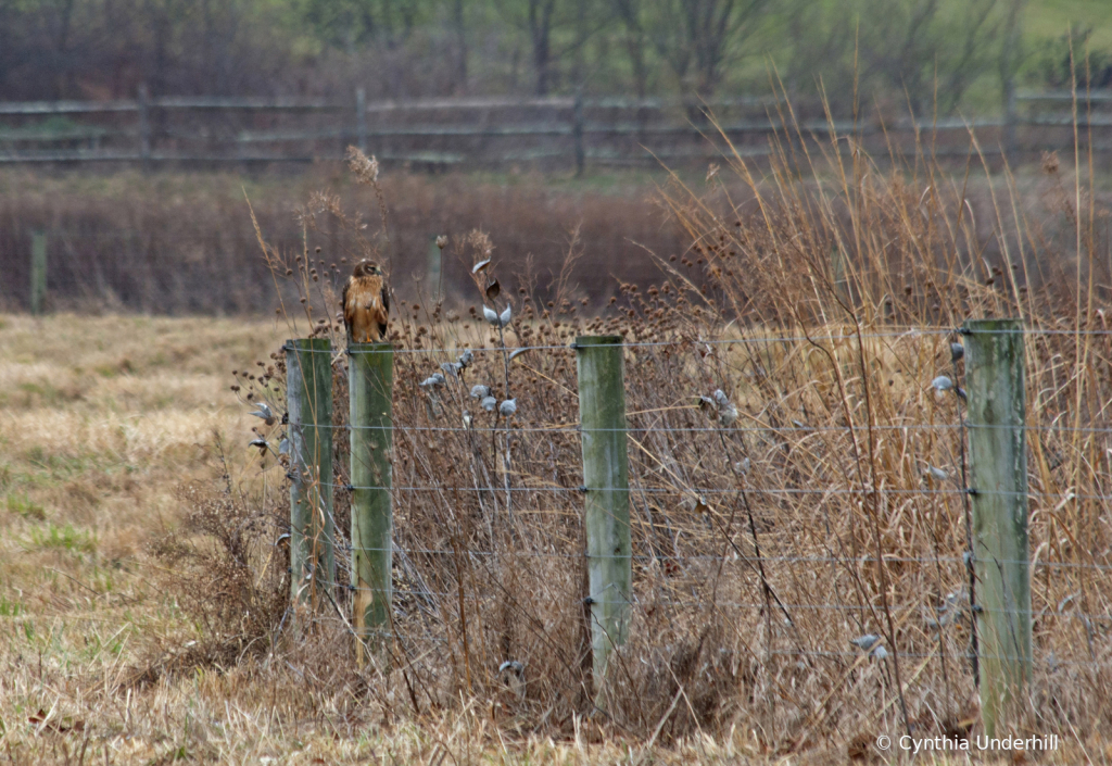 IMG_2638NorthernHarrier - ID: 15969807 © Cynthia Underhill