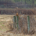 IMG_2638NorthernHarrier - ID: 15969807 © Cynthia Underhill