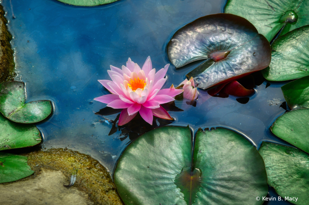 Pink pond flower in mucky water.