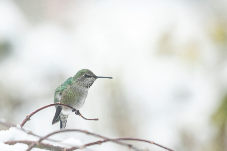 Hummer Singing