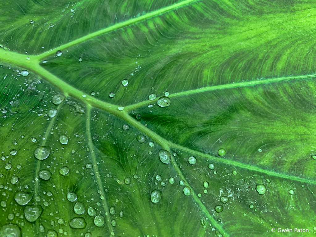 Leaf in the Rain