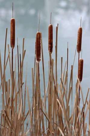 Winter Cattails