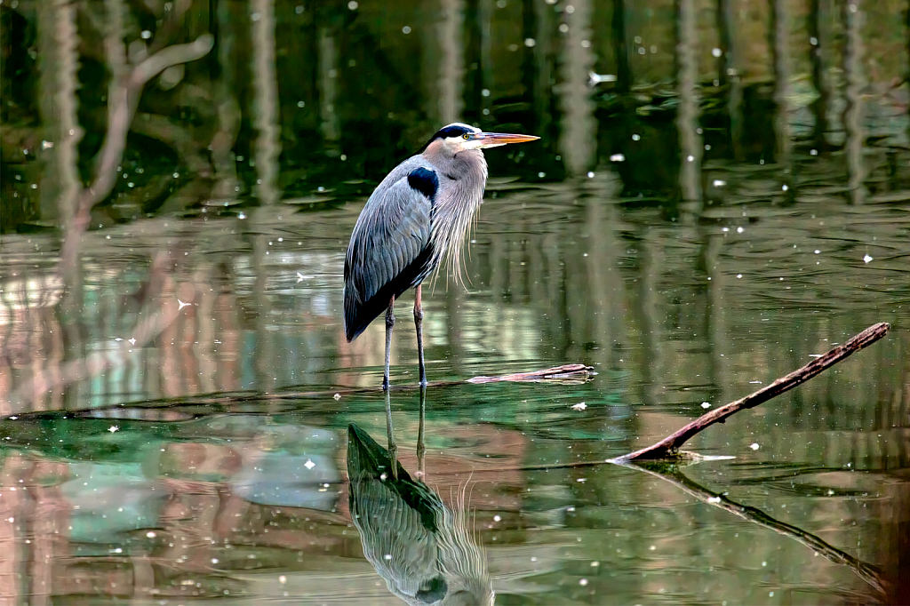 Great Blue Heron