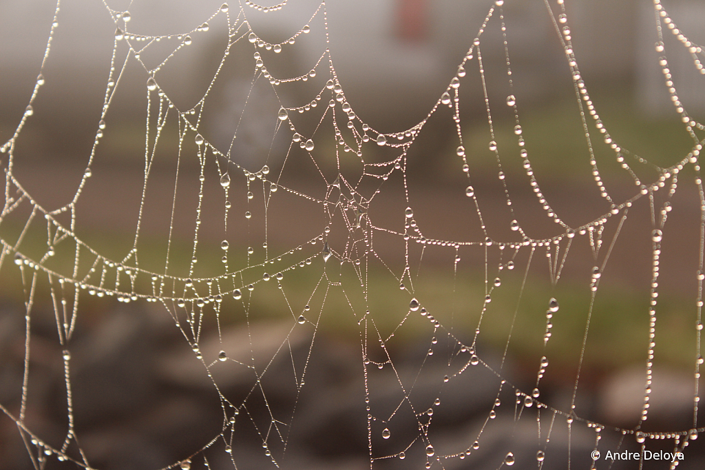 Wet Web in Coinjock, NC